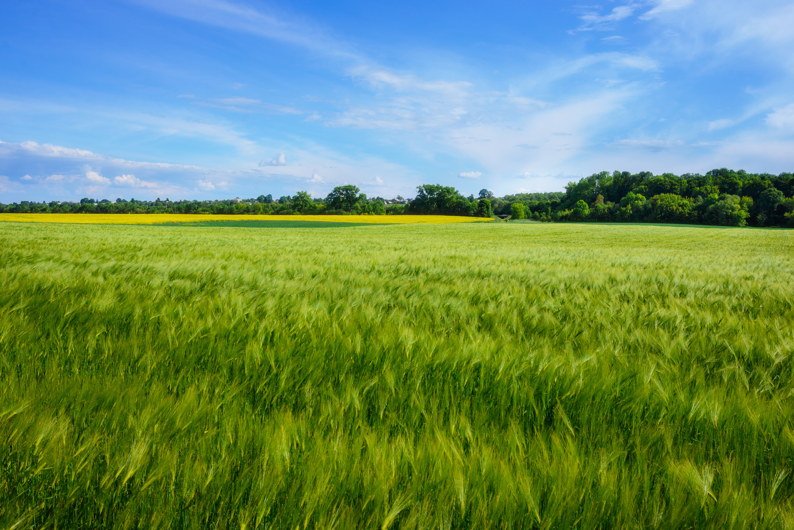 landscape of barley field in early summer
